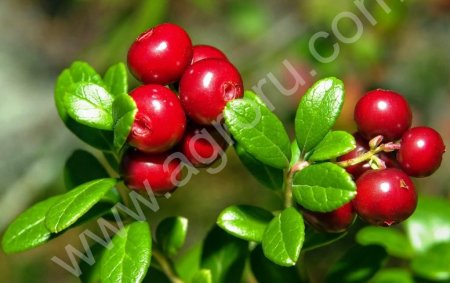 Свежая ягода