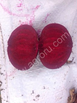 СВЕКЛА ОПТОМ! БОЛЬШИЕ ОБЪЕМЫ!