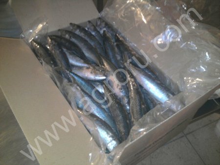 Сардина, сардинелла, скумбрия.