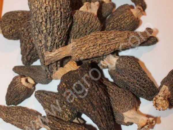 Сморчок конический