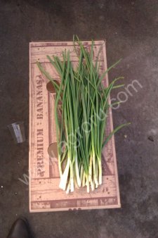 ЛУК ЗЕЛЕНЫЙ ПЕРО