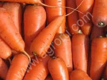 <span>морковь</span> от производителя нового урожая