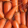 Морковь от производителя нового урожая