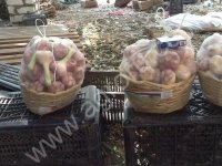 Свежий МОЛОДОЙ <strong>чеснок</strong> (белый)