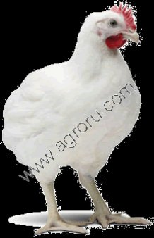 Цыплята суточные, кросс кобб 500