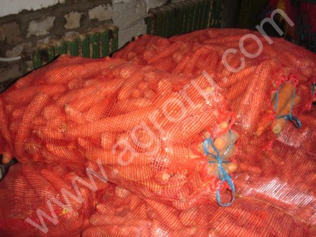 Морковь свежая урожай 2016 г.