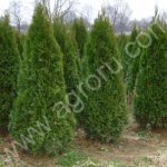 Туя Брабант, Смарагд, Колумна, Компакта оптом