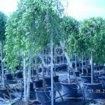 Саженцы сосны,ели,туи,ореха грецкого,тополя,клена,кедра оптом