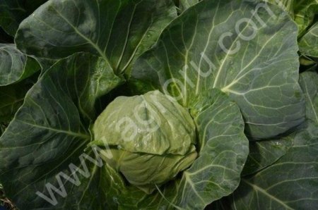 Капуста свежая ранняя