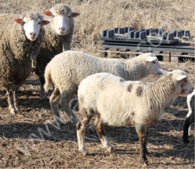 Бараны (Эдильбаевская - курдючная породы) живым весом