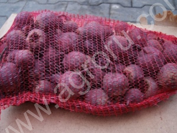 Свекла мытая