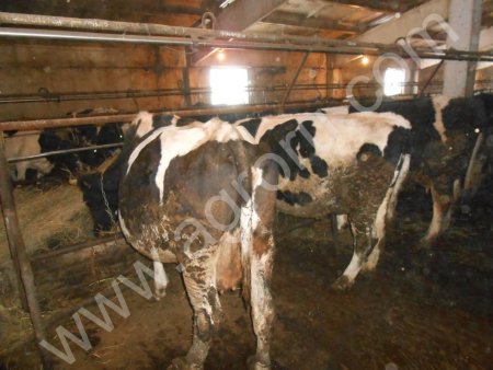 Черно-пестрые КРС