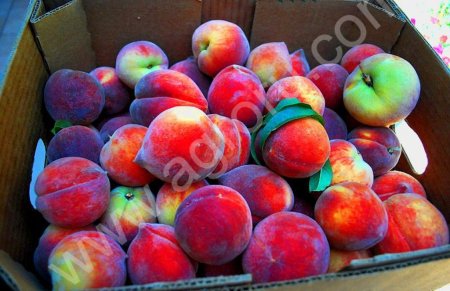 Гофролоток для персика