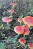 Мухомор Красный Amanita muscaria