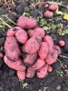 Картофель от производителя