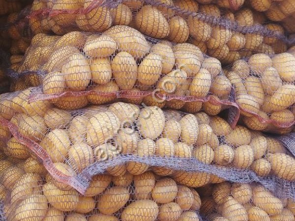 Продовольственный картофель