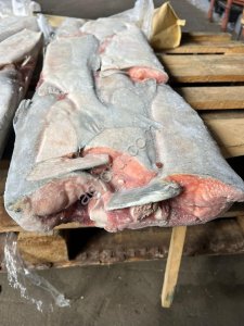 Кета ПБГ вылов 2024г