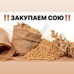 Соевые Бобы