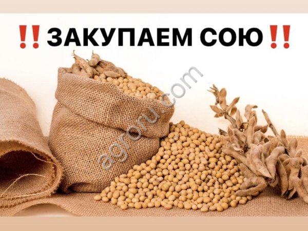Соевые Бобы