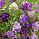 СЕМЕНА ЛЮЦЕРНЫ