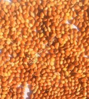 Просо желтое