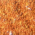 Просо желтое