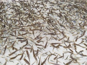 Рыбопосадочный материал