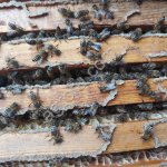 Мед натуральный таежный