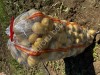 Картофель с полей Крыма