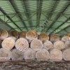 Сено в рулонах Люцерна