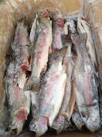 Форель ПСГ 0, 6кг+