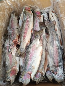 Форель ПСГ 0,6кг+