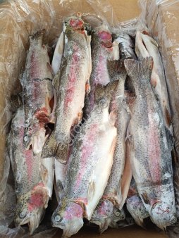 Форель ПСГ 0,6кг+