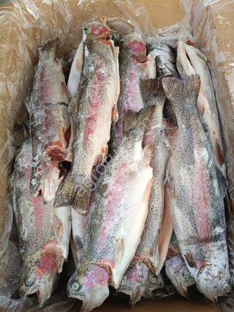 Форель ПСГ 0,6кг+