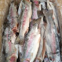 Форель ПСГ 0, 6кг+