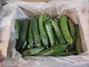 Огурец 2 сорт
