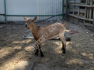 Зааненские козы