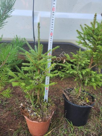 Сеянцы саженцы сосны и ели 40, 50, 60 см ЗКС (ком)