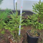 Сеянцы саженцы сосны и ели 40, 50, 60 см ЗКС (ком)