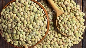 Чечевица зелёная