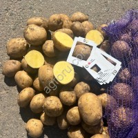 Картофель