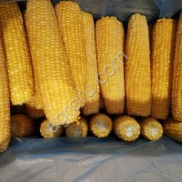 Кукуруза в початках