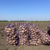 Картофель