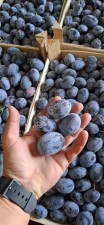 Слива Стенлей 30+ от производителя