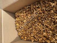 Сухая лисичка