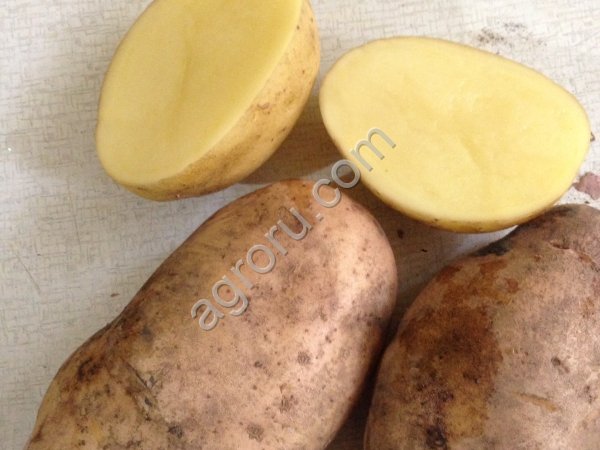 картофель чипсовый и продовольственный