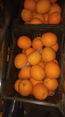 Апельсины
