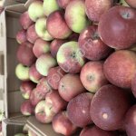 Яблоко Лобо