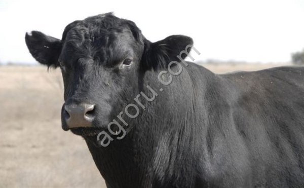 КРС (Коровы) на убой