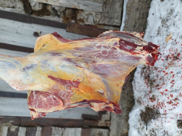 Вынужденный забой корова быка